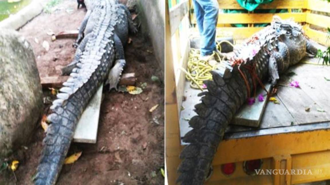 Rescatan a lagarto real en Chiapas; pretendían matarlo