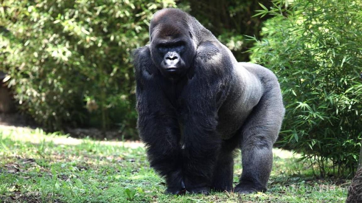CNDH ya investiga la muerte del gorila Bantú
