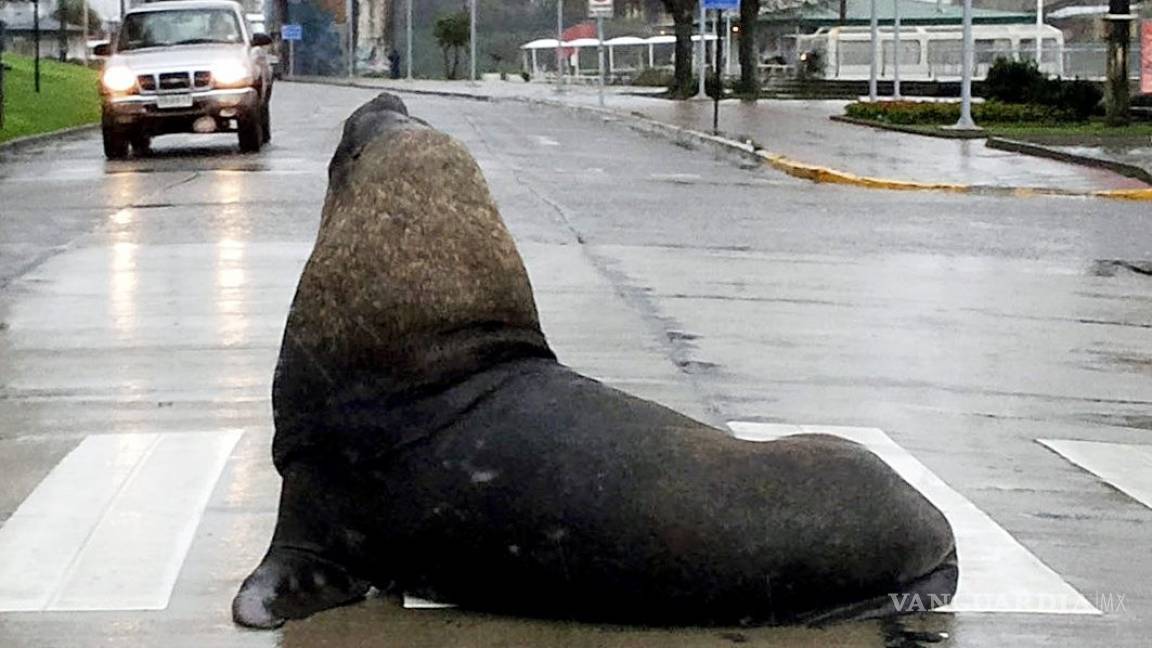 León marino paraliza el tráfico en Chile