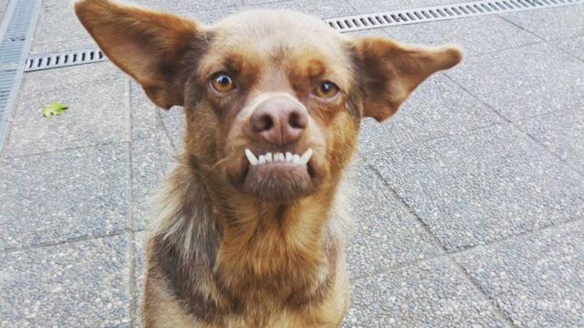 'Chilaquil', el perro que se hizo viral ¡busca familia!