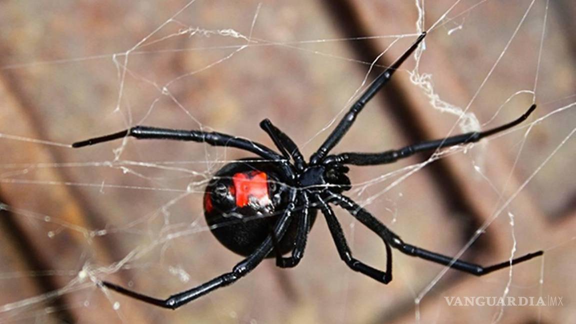 ¡Cuidado!... ¿Qué hago si esta peligrosa y venenosa Araña Viuda Negra aparece en mi casa?