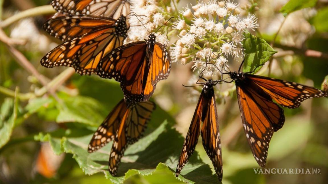 Exhortan a saltillenses a proteger a la mariposa Monarca