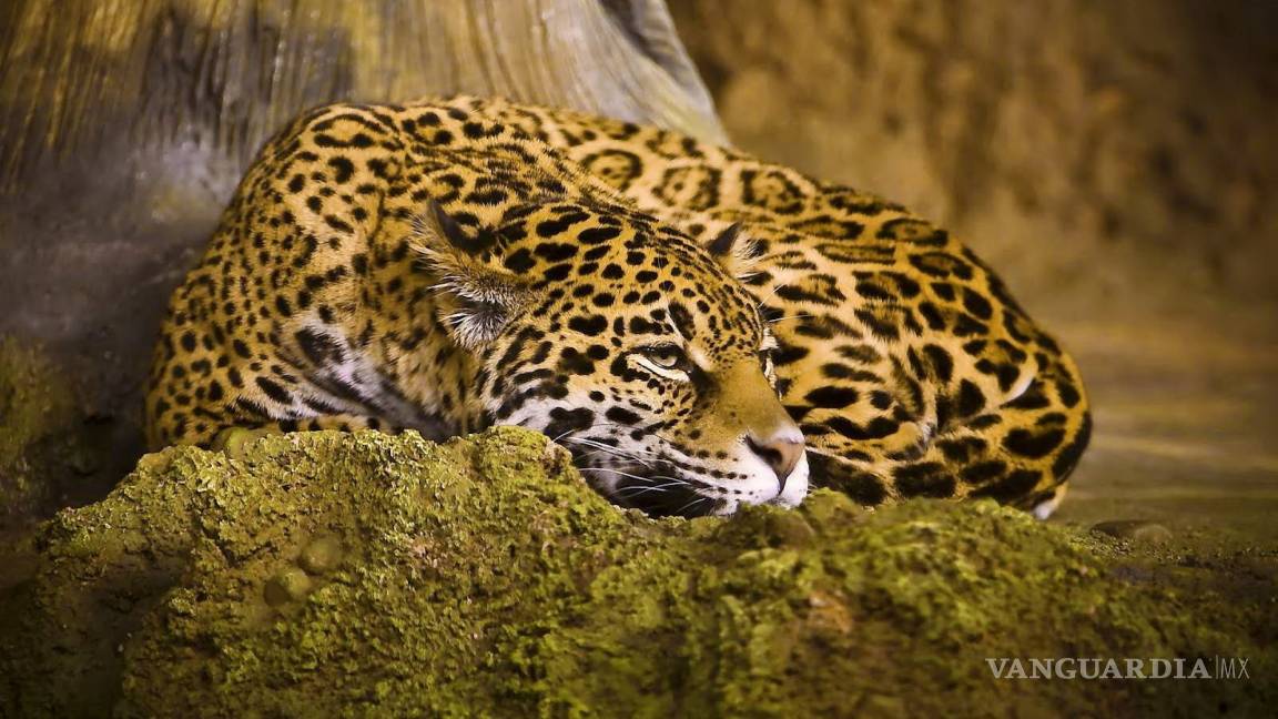 El jaguar y otras especies en peligro, estarán más en riesgo por el muro de Trump