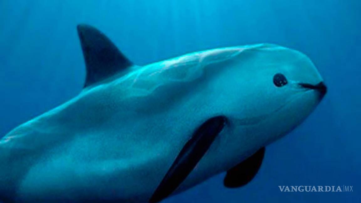 Cites da un ultimátum a México para salvar a la vaquita marina