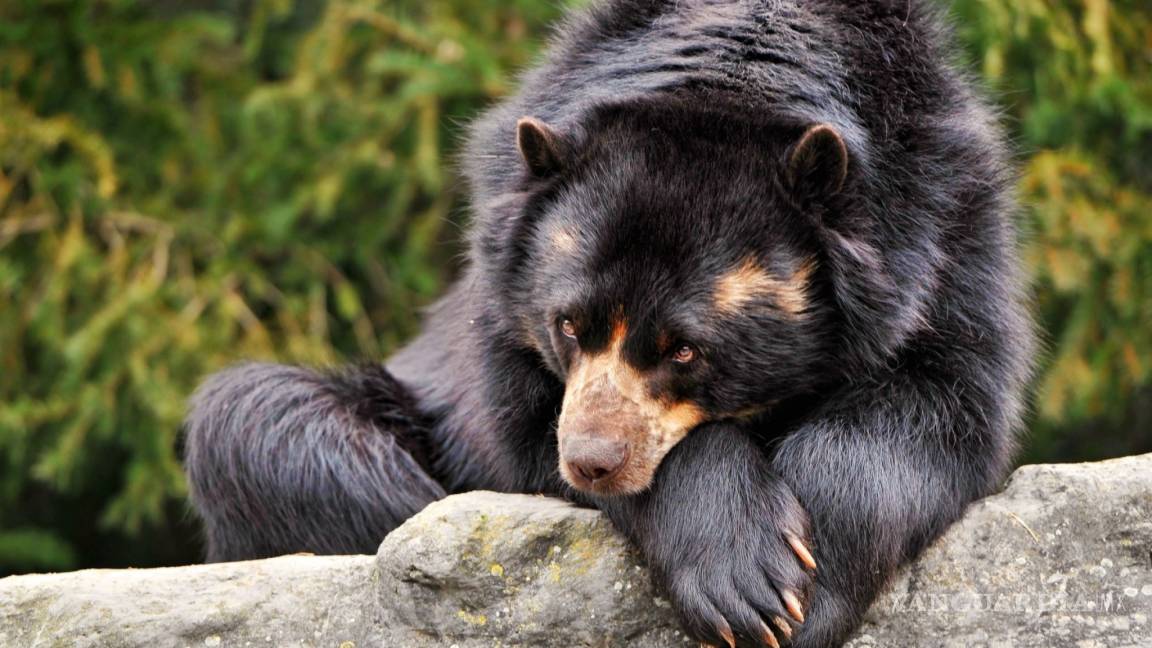 Capacitan a elementos sobre captura de osos negros en zonas urbanas