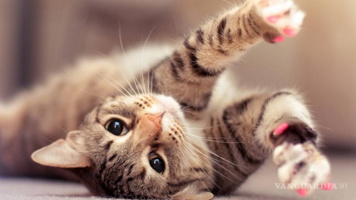 Celebra el Día Internacional del Gato con estos divertidos videos