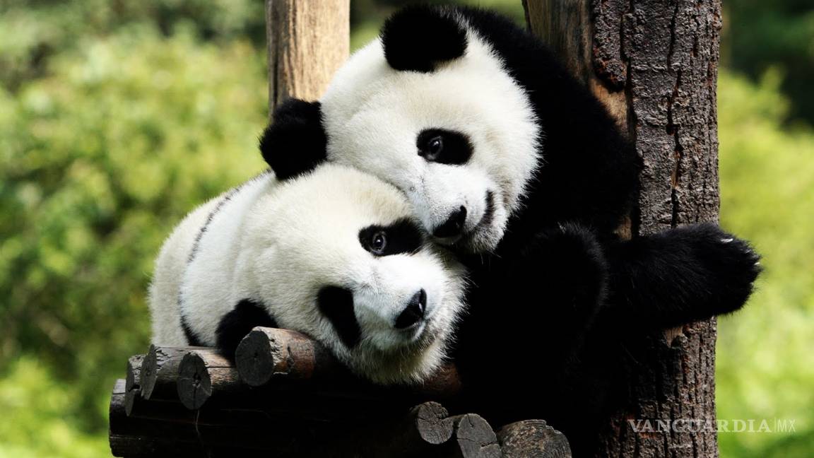 Desarrollan diccionario chino para entender lenguaje de osos panda