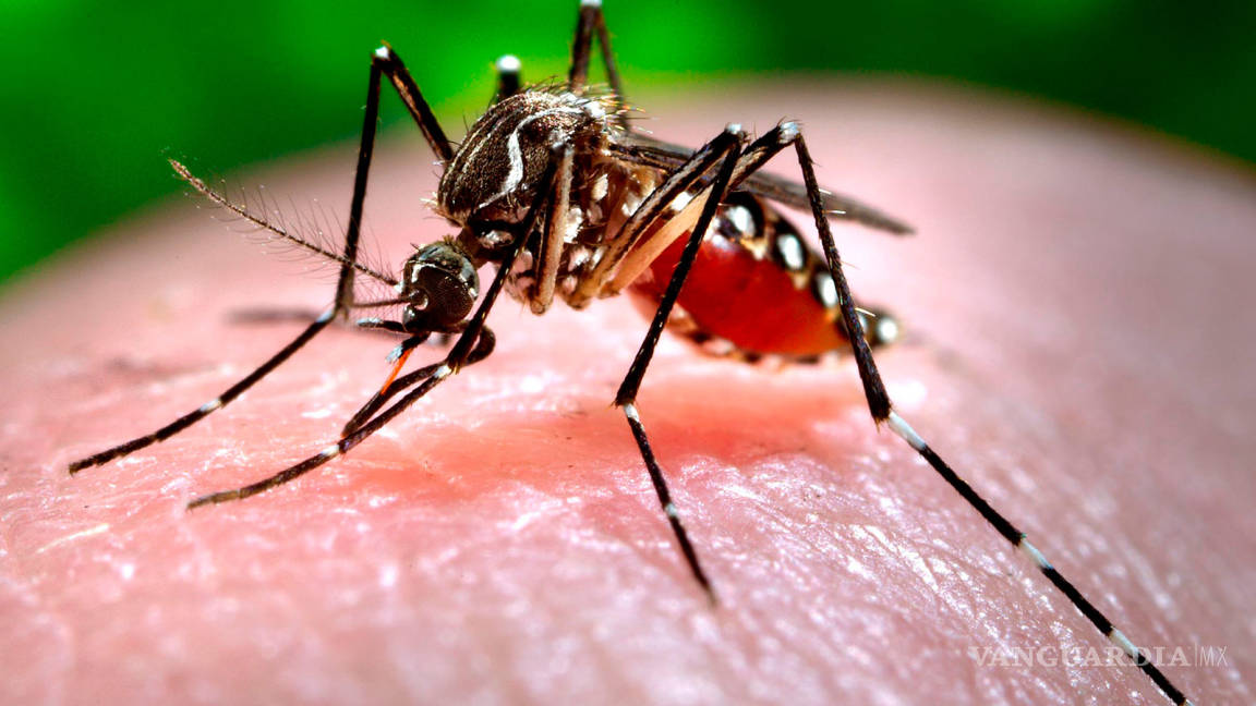 Prevé Salud más casos de Zika a causa de calor y lluvia