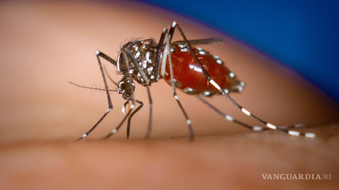 Coahuila suma 34 casos de dengue; tres se reportan graves