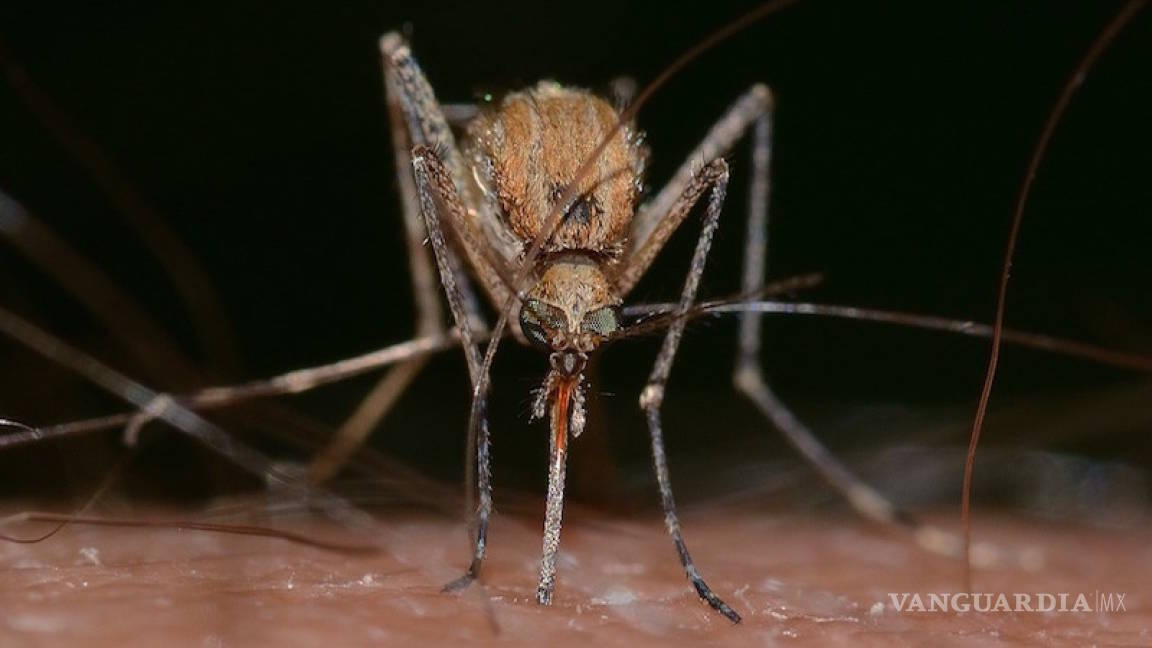 Más de 750 mil personas mueren cada año por culpa de picaduras de mosquito