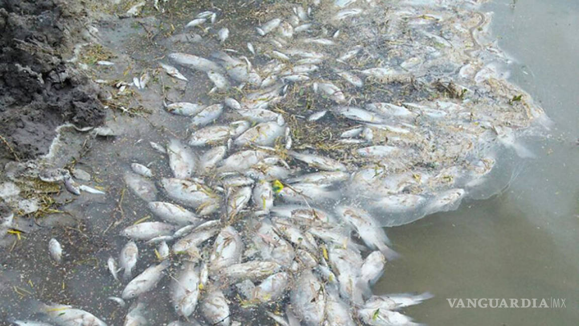 Mueren misteriosamente miles de peces en ejido de Nadadores