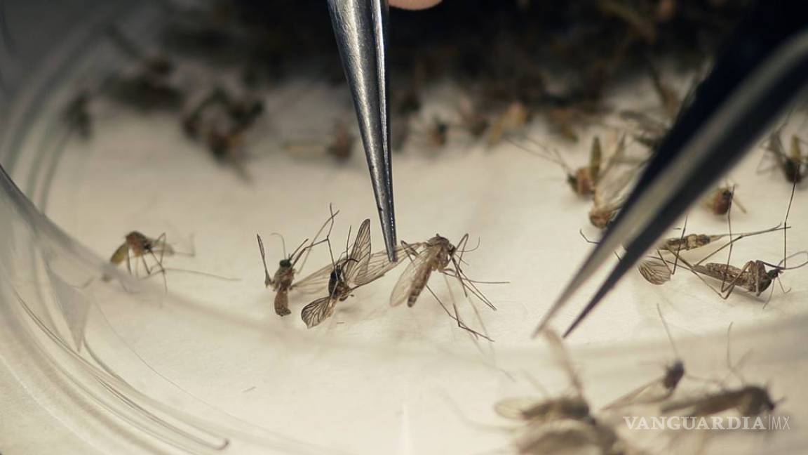 Coahuila registra 7 casos de Zika en este año