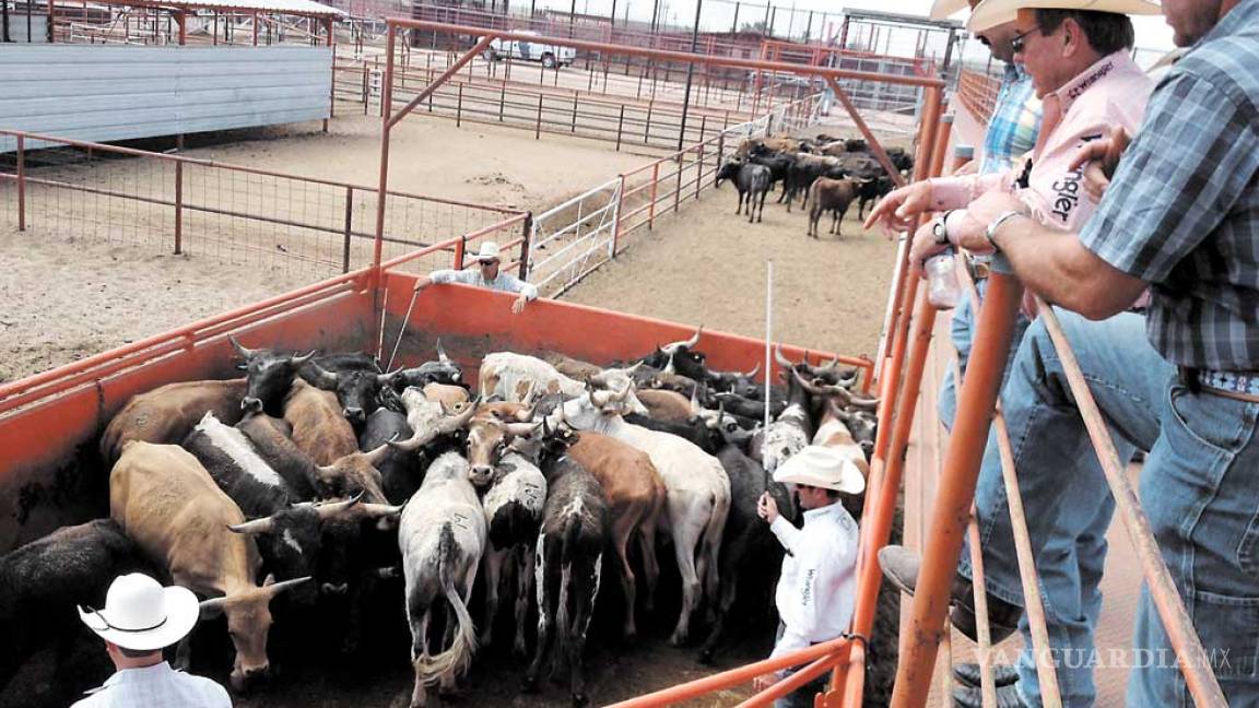 Disminuye Coahuila exportación de ganado