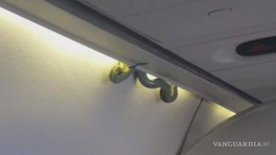 Serpiente causa terror en un vuelo de Aeroméxico