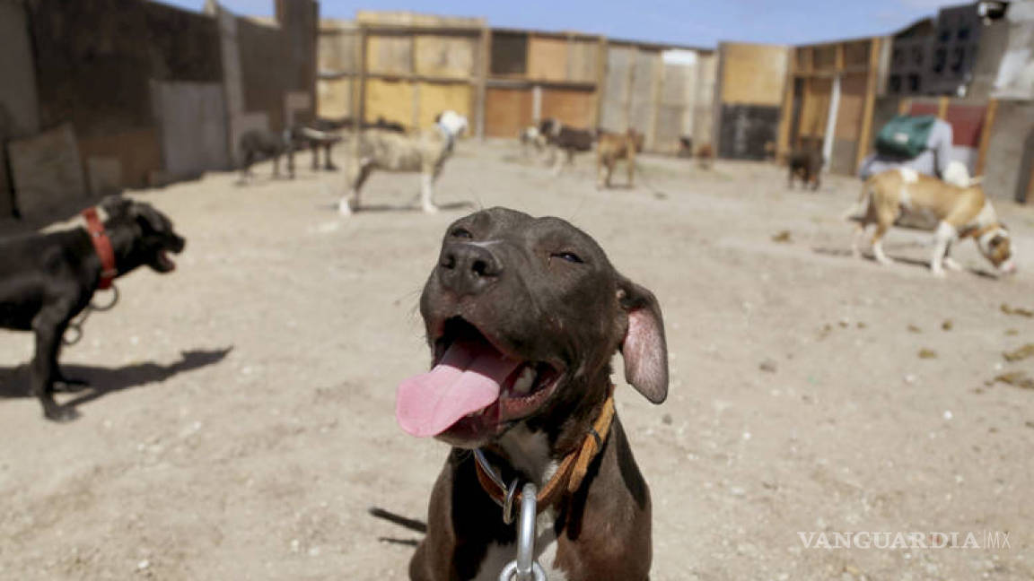 Busca Congreso de Coahuila otorgar licencia para tenencia de perros Pitbull