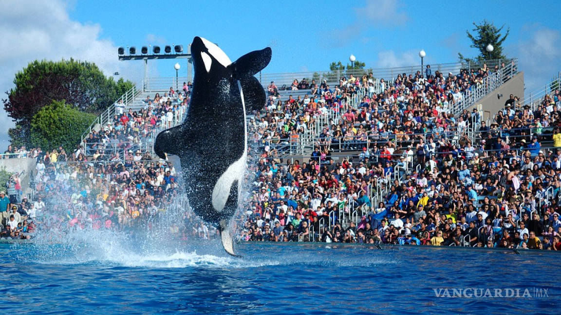 Sea World dice adiós a espectáculos con orcas en San Diego