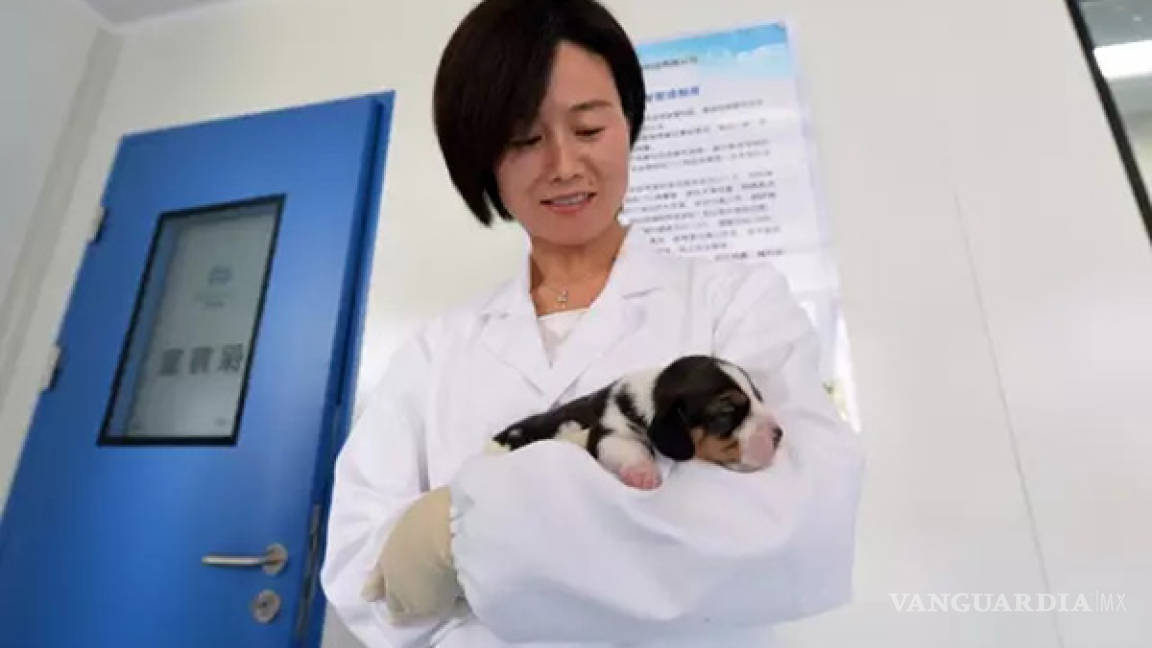 Científicos chinos crían primer perro del mundo clonado con edición genética