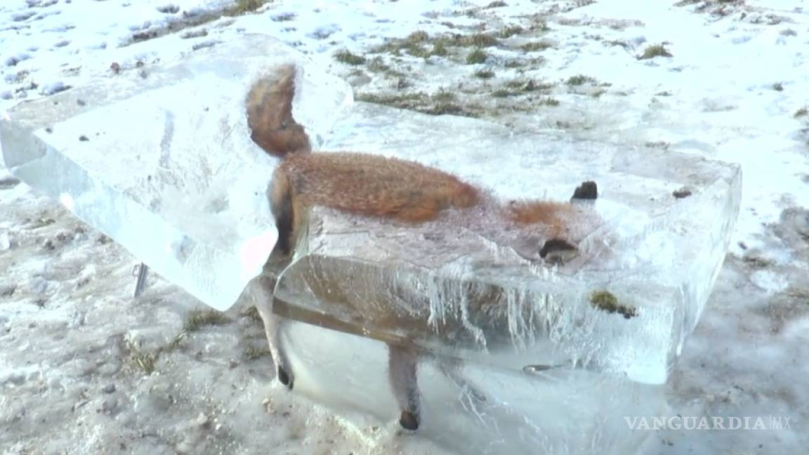 Foto de un zorro congelado, símbolo del fuerte temporal en Alemania