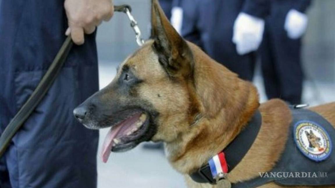 'Diesel', heroína canina muere durante operativo antiterrorista en París