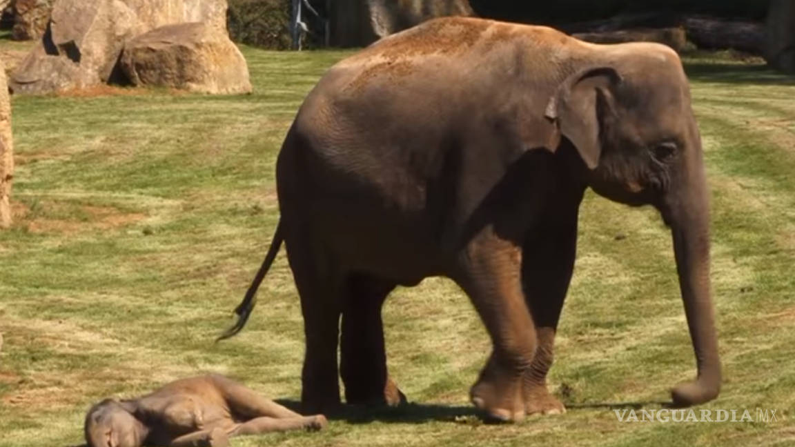 Elefante pide a cuidadores de zoológico que despierten a su cría (Video)