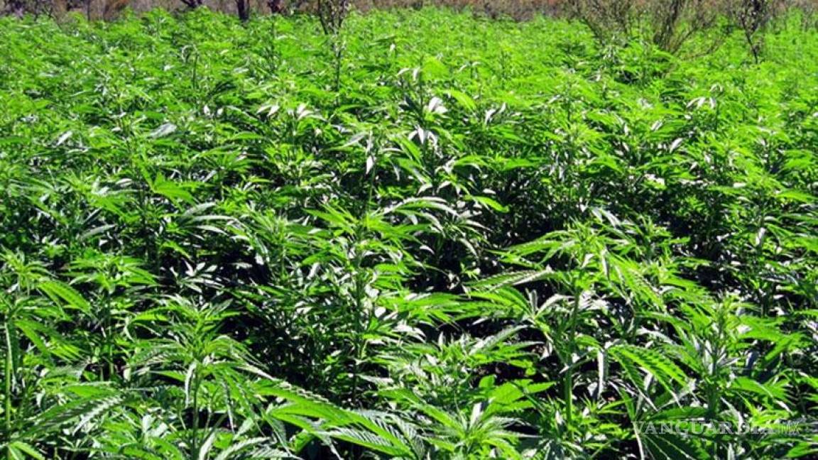 Ejército destruyó más del mil plantíos de mariguana en agosto