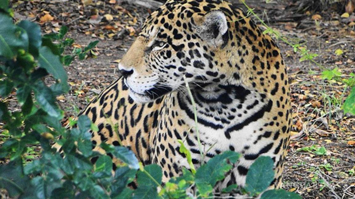 Hallan jaguar con impactos de bala en Quintana Roo