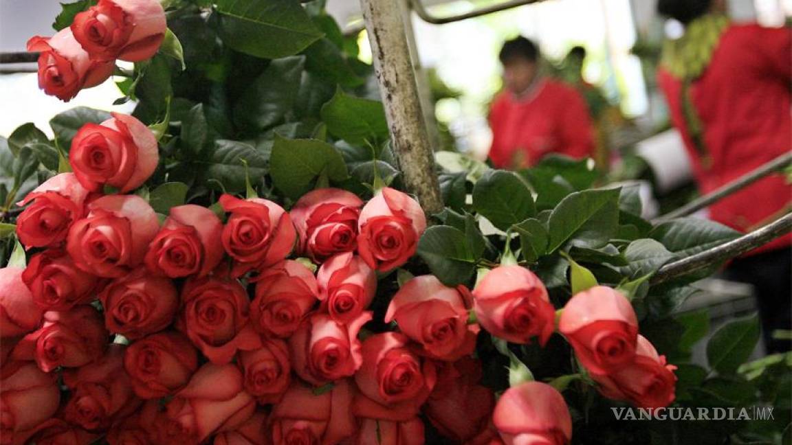 EU emite alerta para evitar ingreso de flores de México