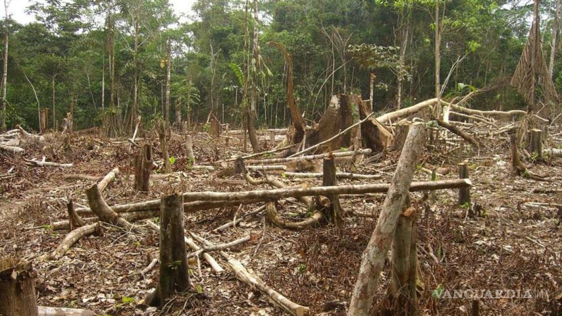 México, único país de la OCDE que pierde bosques y selvas