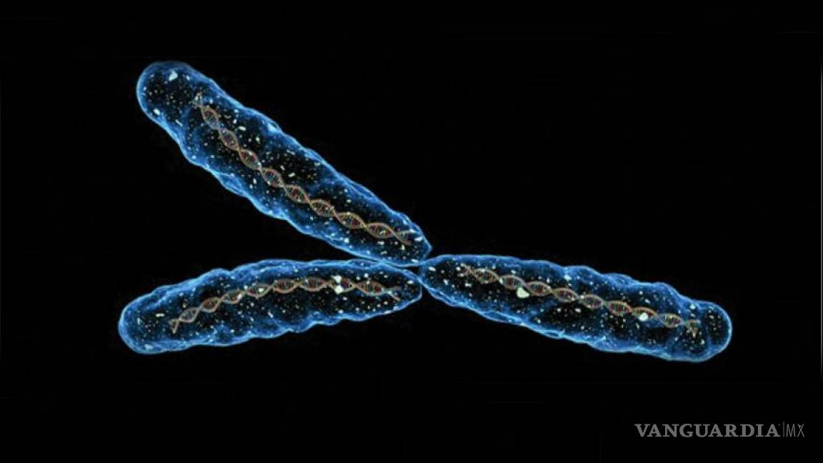 Genes aseguran la supervivencia del cromosoma Y