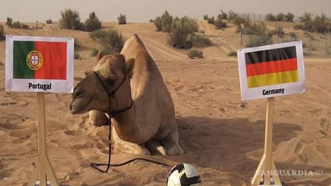 Conoce a Shaheen, el camello que predice los resultados del Mundial