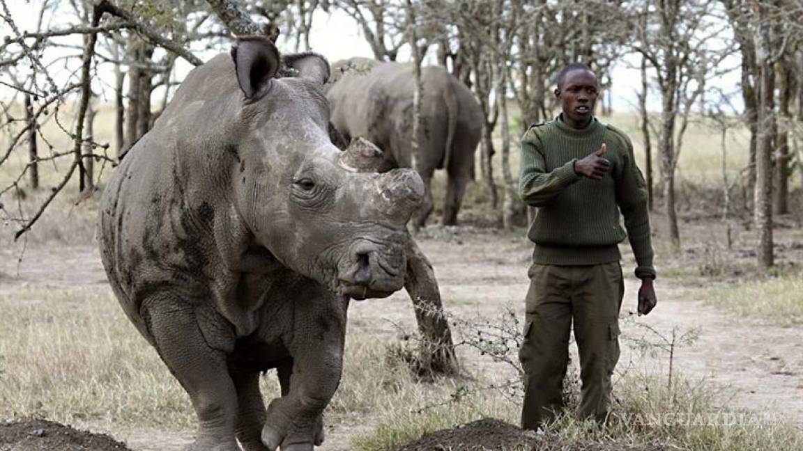 El último rinoceronte blanco del mundo vive custodiado las 24 horas del día