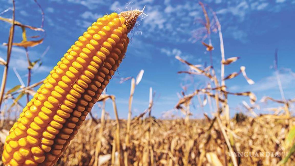 Sin acuerdo, negociación del precio del maíz en Chiapas