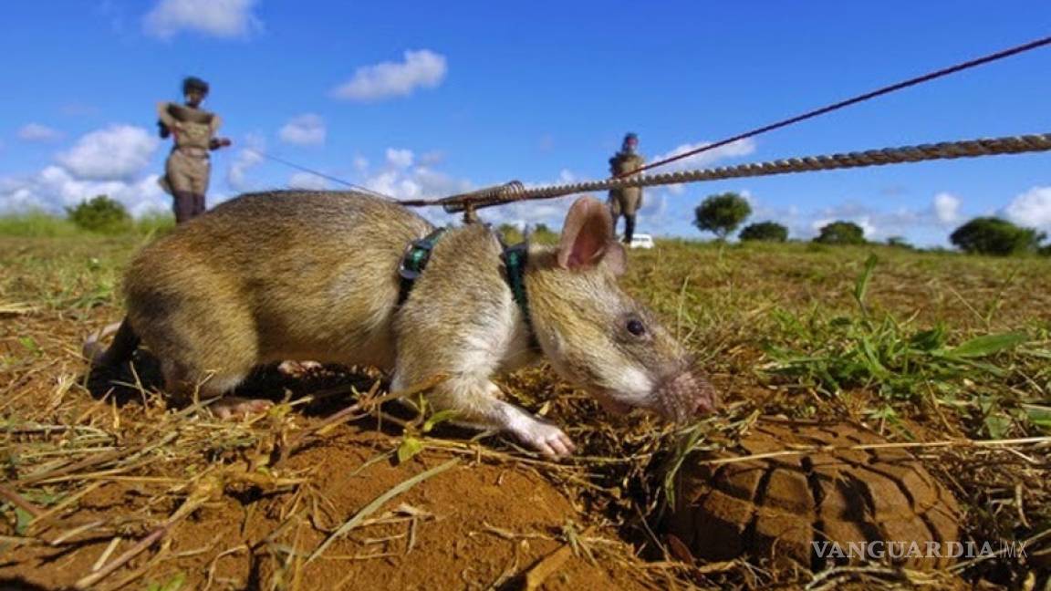 Las ratas gigantes que salvan vidas en África