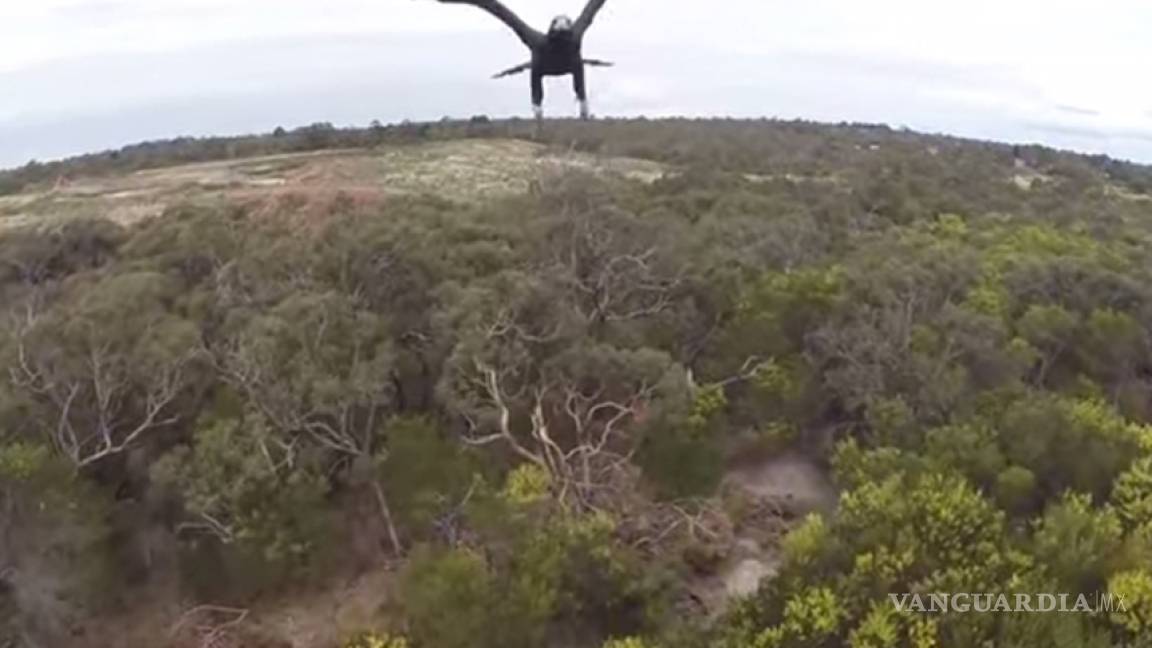 Un águila audaz derriba a un dron