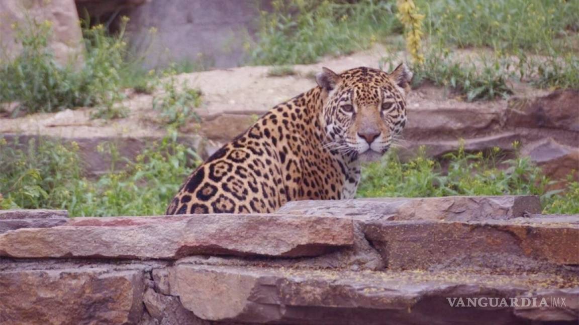 Mueren primeras crías de jaguar nacidas en cautiverio en Zoológico de Monclova