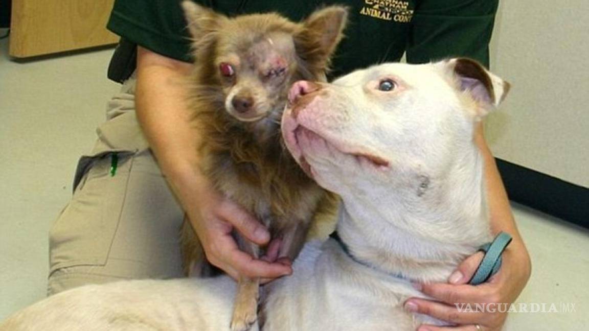 Perro pitbull salvó de morir a su 'mejor amigo', un chihuahua