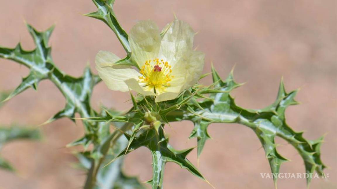 Plantas del desierto de Sonora tienen potencial contra el cáncer