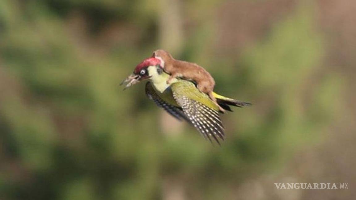 La foto de un pájaro y una comadreja revoluciona internet