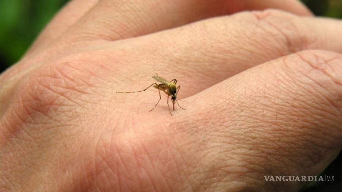 En Monclova confirman tres casos de dengue en niños