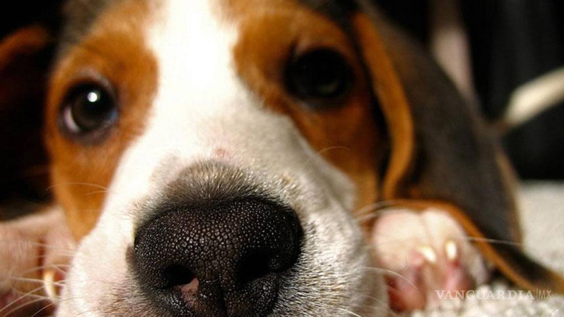 En NL proponen cortar cuerdas vocales a perros, para que no molesten