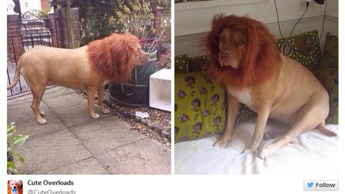 Transformó a su perro en un león, ¿es gracioso?