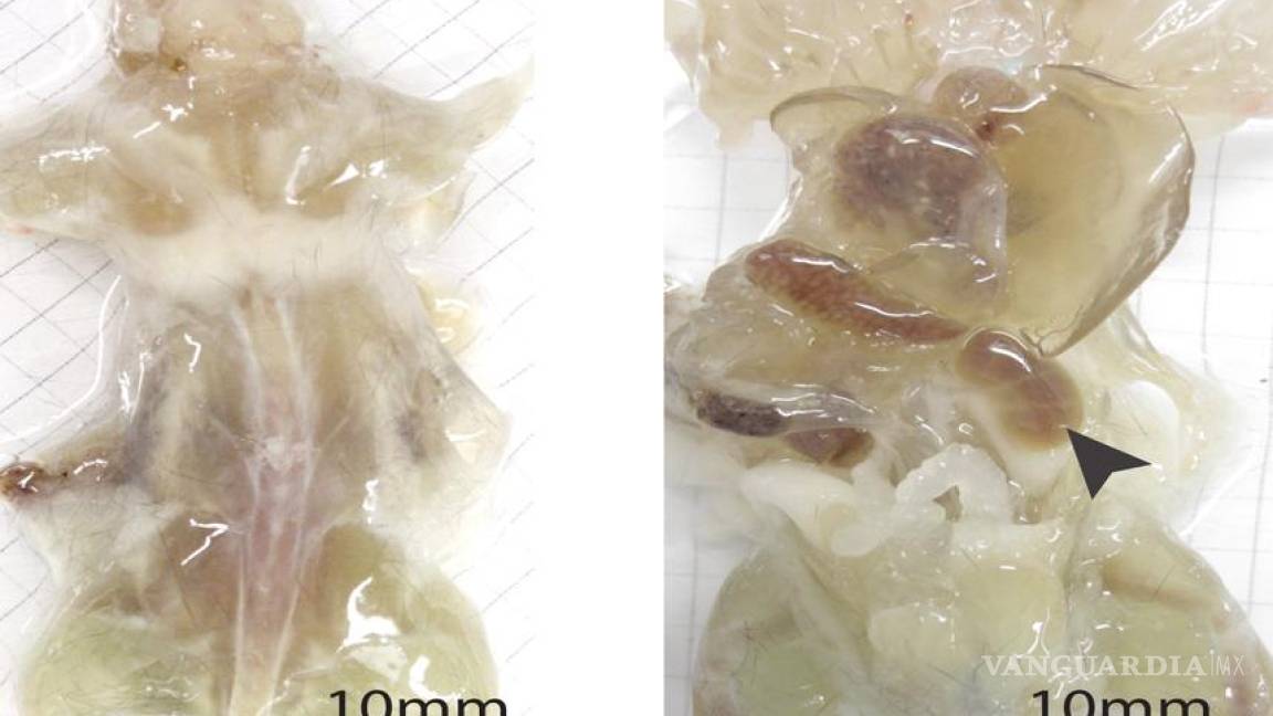 Crean ratones transparentes para estudiar anatomía