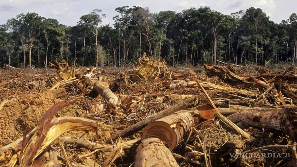 La Amazonia perdió 5 mil 891 kilómetros cuadrados de bosques en 2013