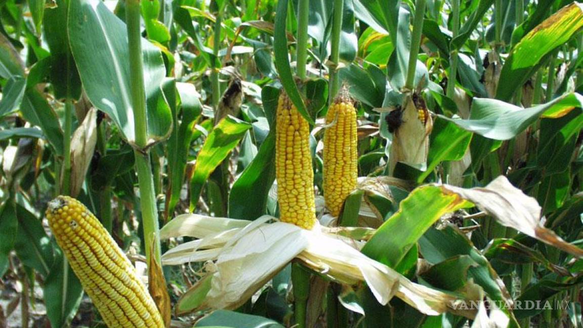 Científicos exigen que México rechace siembra de maíz transgénico