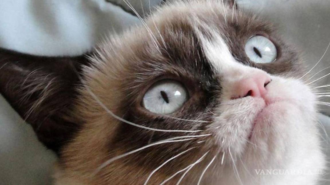 Gana Grumpy Cat premio de gato del año en Internet
