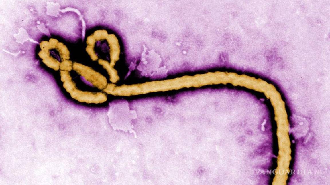 El virus del ébola está mutando rápidamente