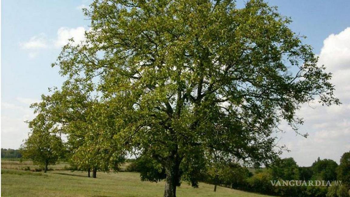 El nogal será el árbol representativo de Coahuila: Secretaria del Medio Ambiente