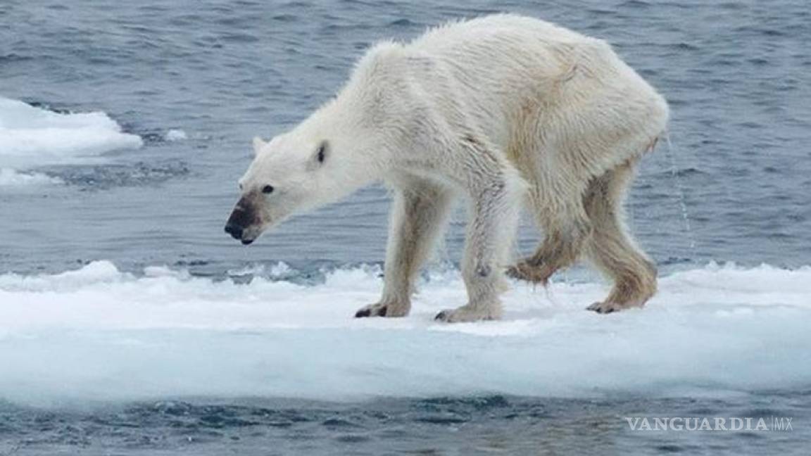 Foto de osa polar desnutrida crea conciencia sobre el cambio climático