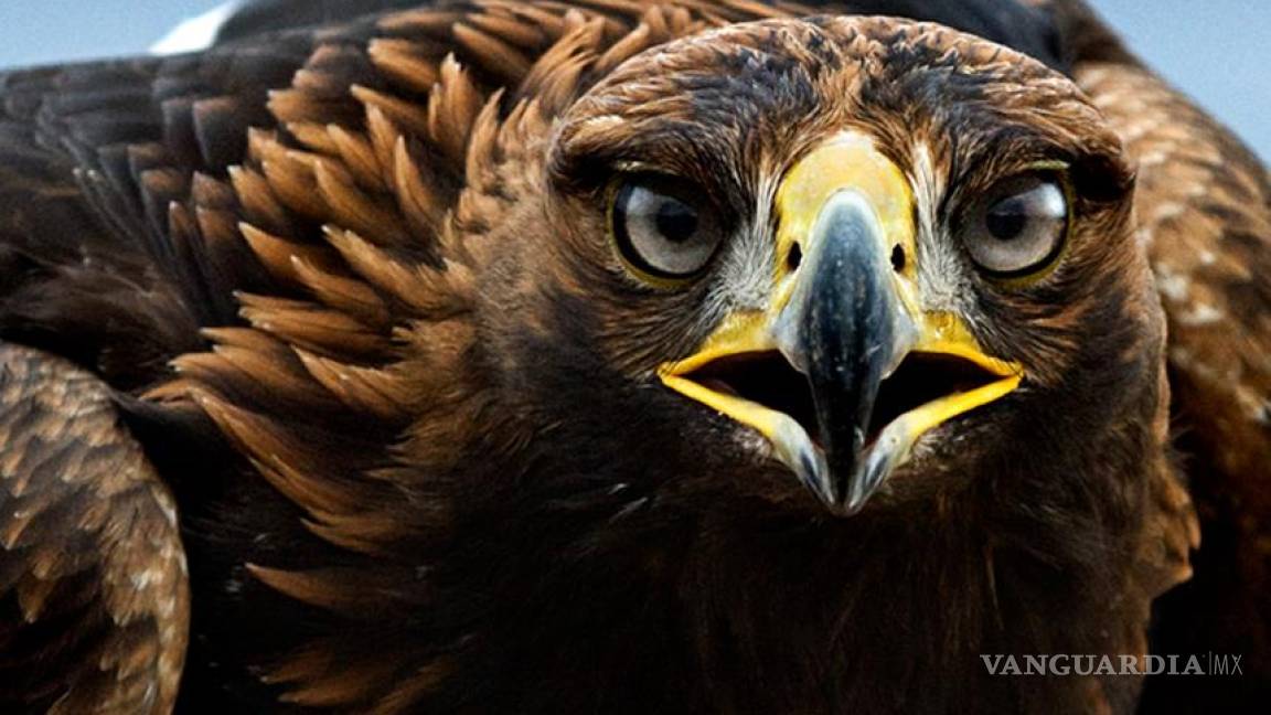 Águila Real, símbolo nacional, en peligro de extinción