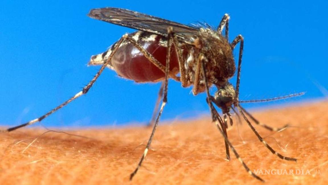 Reportan primer caso de chikungunya en SLP